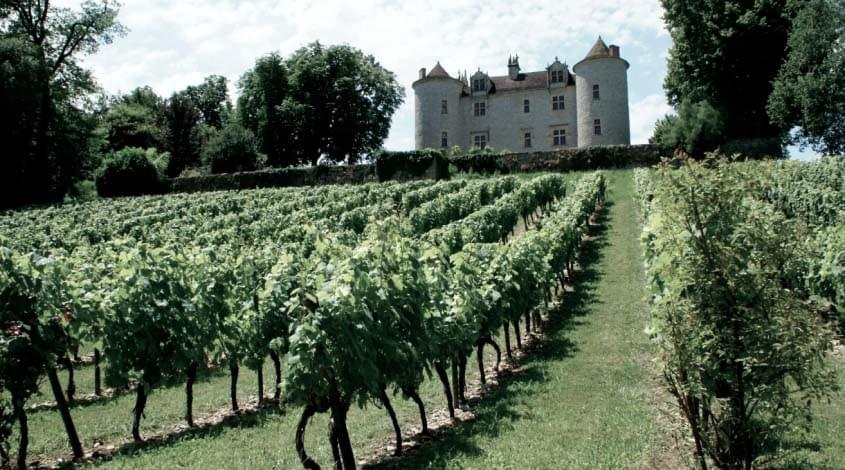 Vineyards in France